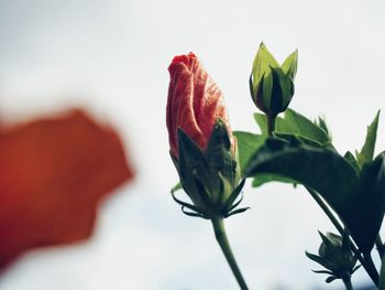 Close-up of red rose bud growing outdoors