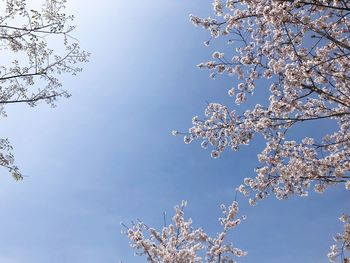 Low angle view of cherry blossoms against sky