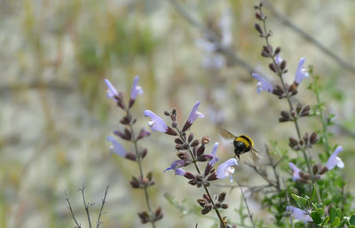 Close-up of bee perching on purple flower