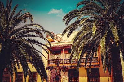 Palm trees against building