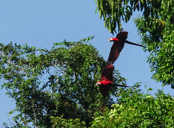 Low angle view of bird on tree against sky