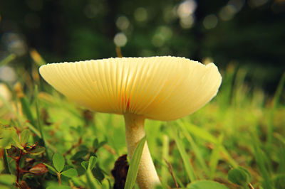 Close-up of mushroom growing on field