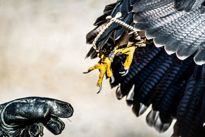 Close-up of a bird sculpture