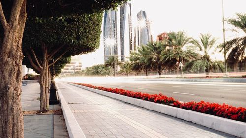 Road by palm trees in city