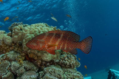 Fish swimming in sea