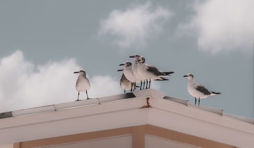 Low angle view of seagulls perching on railing