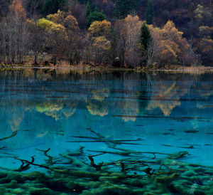 Reflection of trees in lake