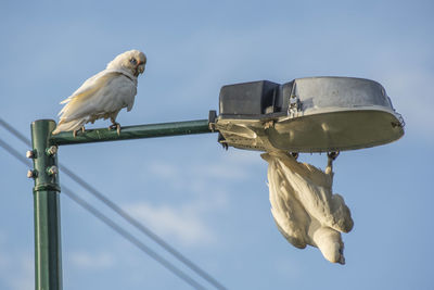 Low angle view of bird perching against sky