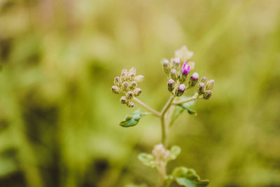 Close-up of flowering plant