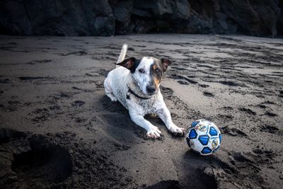 Dog playing with ball on beach