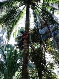 Low angle view of coconut palm trees