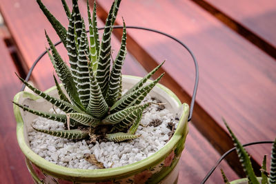 High angle view of potted cactus plant