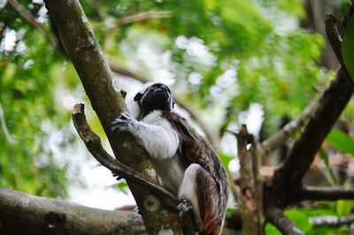 Bird perching on tree