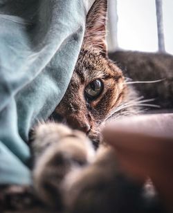 Close-up portrait of cat