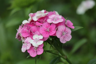 Close-up of pink flowering plant