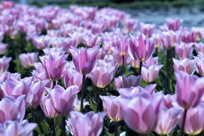 Close-up of pink flowering plants on field