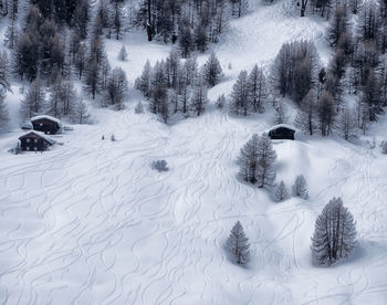 Snow covered trees in winter