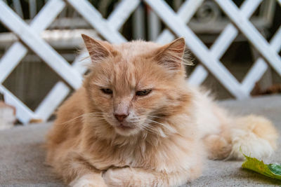 Close-up portrait of a cat