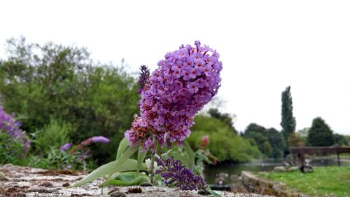 Close-up of purple flowers blooming on field