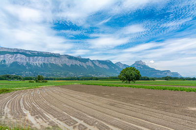 Scenic view of agricultural field against sky