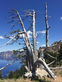 Scenic view of bare tree against cloudy sky