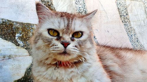 Portrait of cat relaxing outdoors