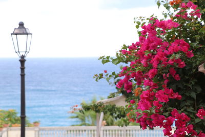 View of tree by sea against sky