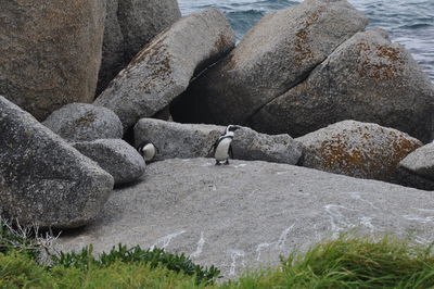 Ducks on rock at beach