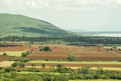 Scenic view of agricultural field against sky