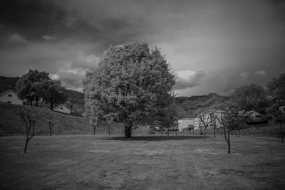 Trees on field against sky