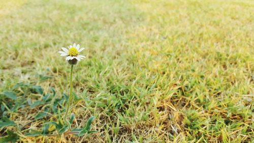 Close-up of flower growing in field