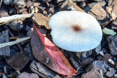 High angle view of mushrooms growing in forest