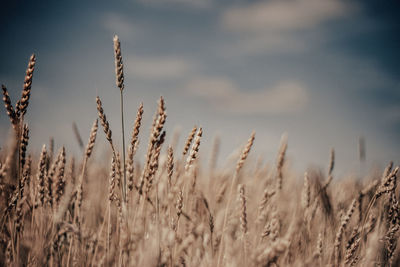 Close-up of stalks in field against sky