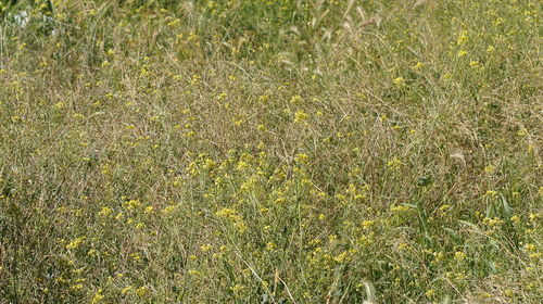 Full frame shot of plants growing in field