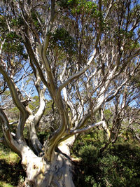 Low angle view of trees in forest against sky