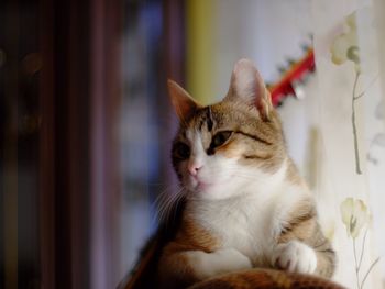 Low angle view of cat at home