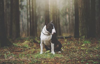 Dog on tree trunk in forest