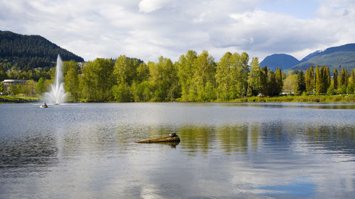 Turtle in the lake