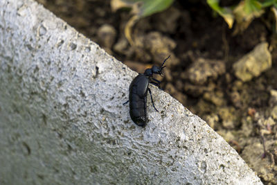 Close-up of insect on rock