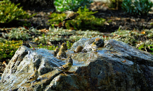 American goldfinches perching on rock formation
