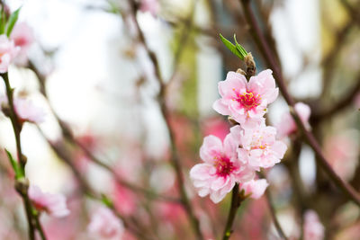 Pink flowers blooming on tree