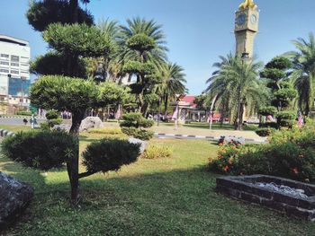 Palm trees in garden