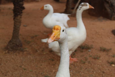 Close-up of a bird on field