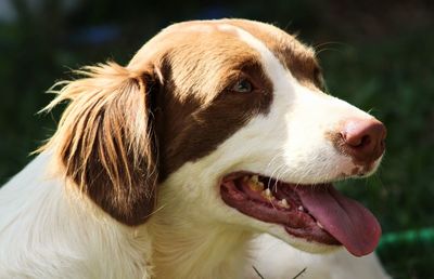 Close-up of dog looking away