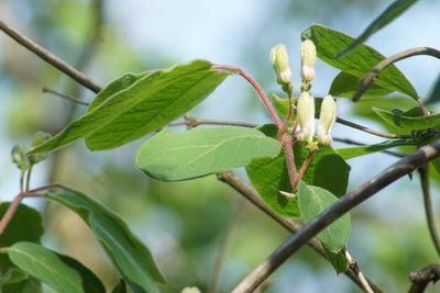 Close-up of fresh green plant