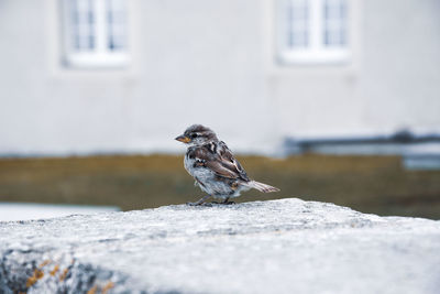 Close-up of bird perching on retaining wall