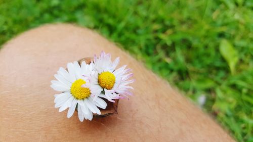 Close-up of flowers on finger