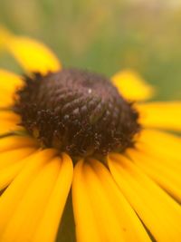 Close-up of yellow flower