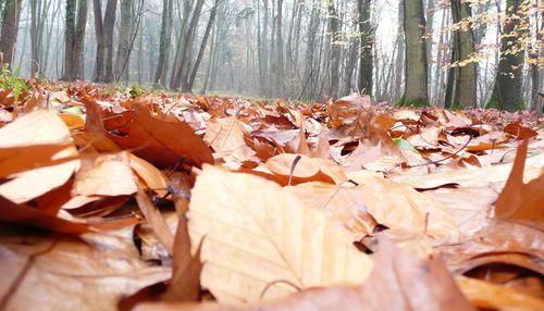 Autumn leaves on tree trunk