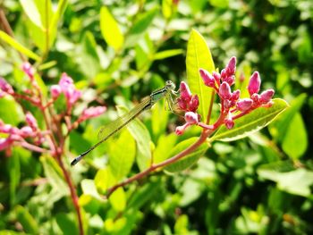 Close-up of insect on pink flower